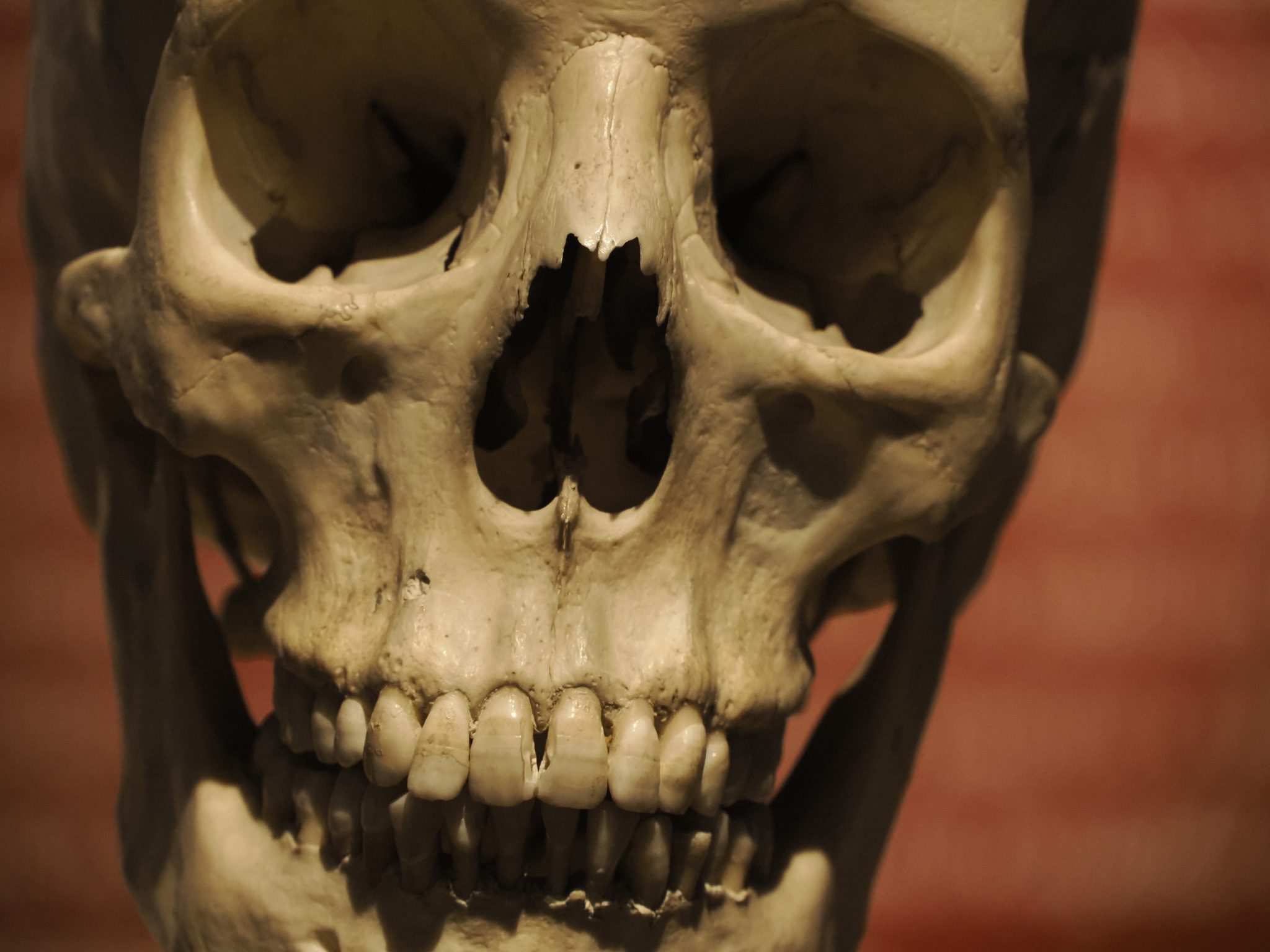 Ancient Human Species, the Neanderthals, Faced a Massive Population Collapse 110,000 Years Ago