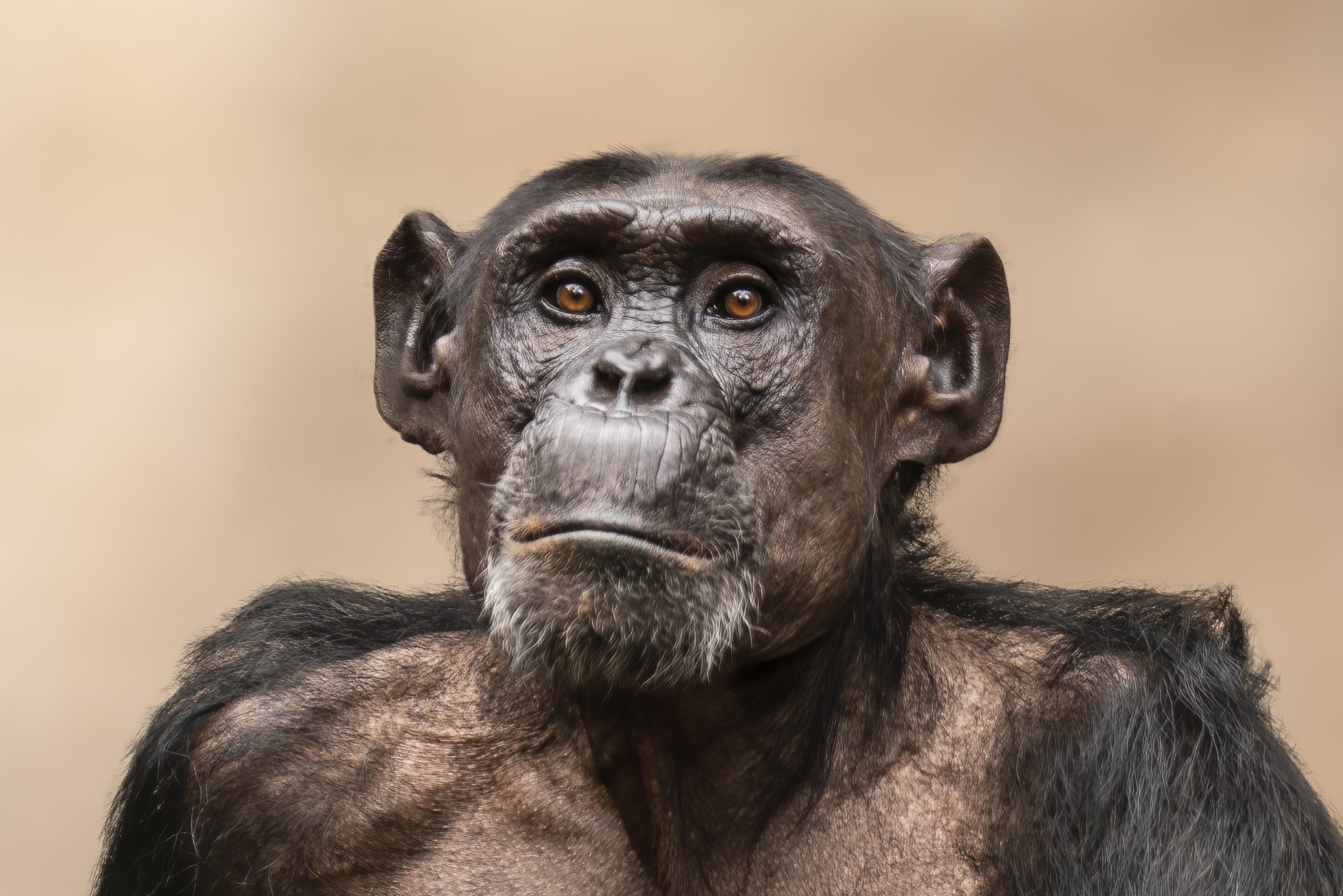 Scientists Explain: If We Evolved from Apes, Why Do Humans Stand Upright?
