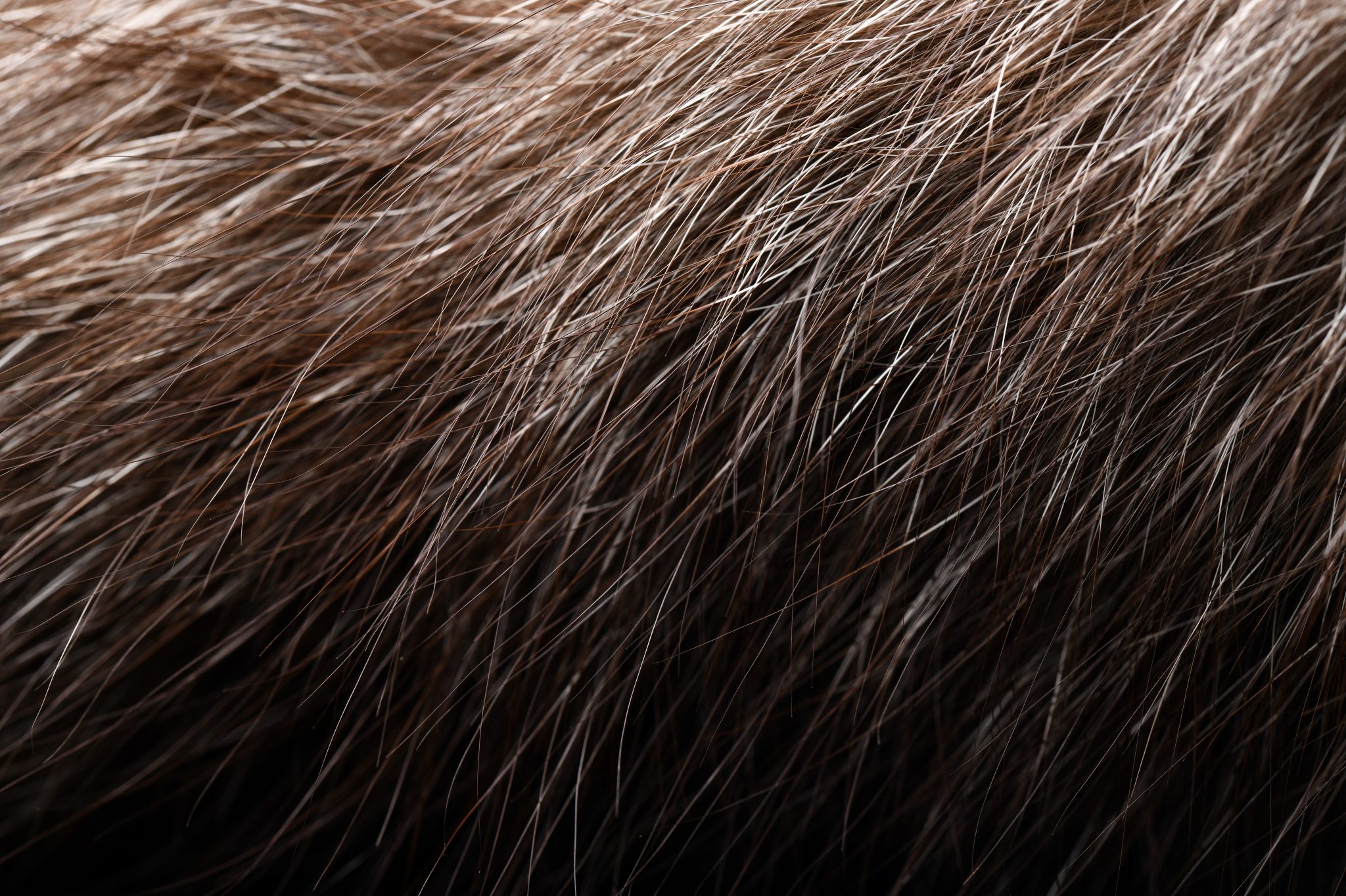 Scientists Explain: Why Humans Lost Their Fur — And What That Reveals About Human Evolution