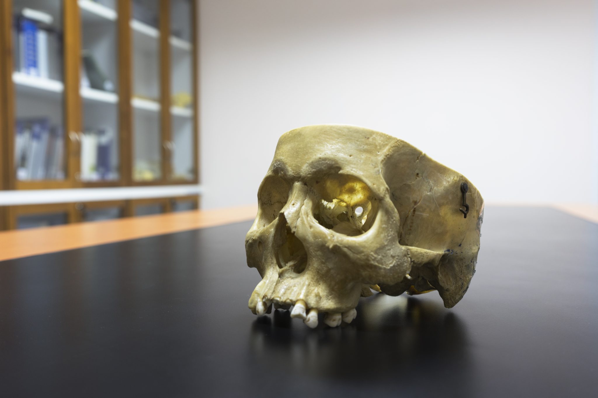 Why Did So Many Other Human Species Vanish Around 50,000 Years Ago? — Here’s What Scientists Think Happened