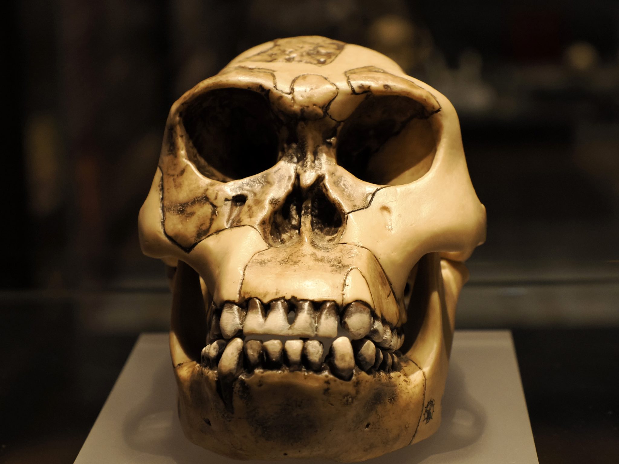 Researchers Say Neanderthals Were Smarter Than We Thought — But Here’s Why They Still Went Extinct While We Survived