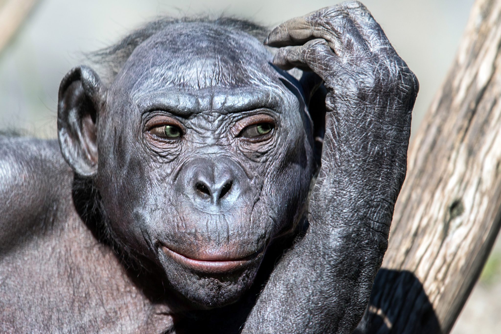 Scientists Explain Evolution Can Take Millions of Years — But Here’s Why Some Species Haven’t Changed at All