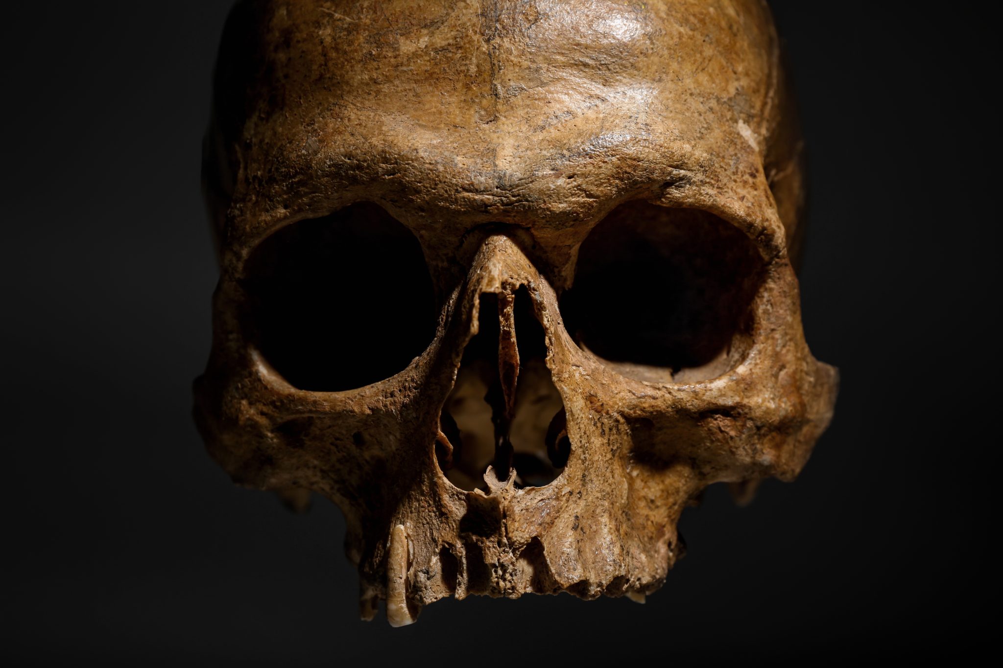 How Did Homo rudolfensis Survive in East Africa Nearly 2 Million Years Ago, and Why Did They Eventually Go Extinct? — Here’s What Experts Believe