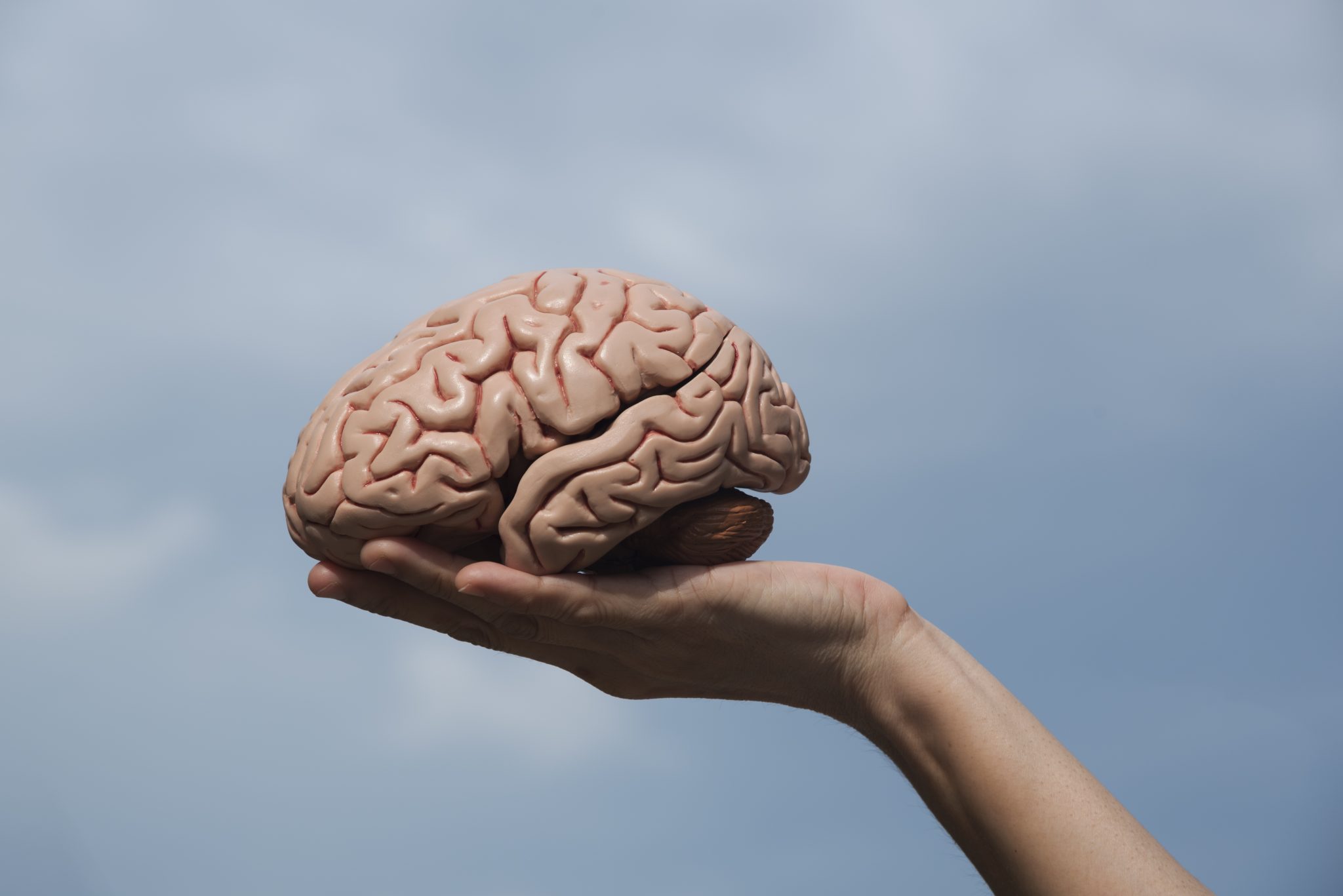 Why Did Early Humans Begin to Develop Larger Brains Nearly 2.5 Million Years Ago? — Here’s What Scientists Suggest