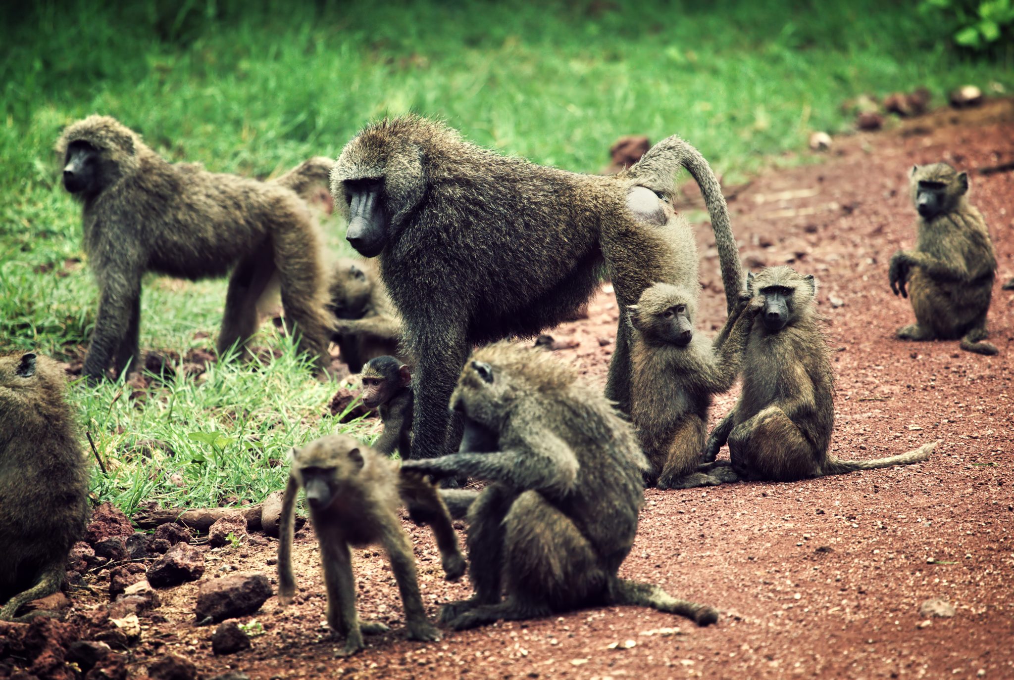 Why Did the Ancestors of Humans Lose Their Tails Around 20 to 25 Million Years Ago? — Here’s What Researchers Discovered